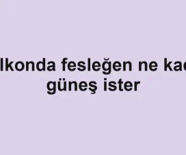 Balkonda fesleğen ne kadar güneş ister