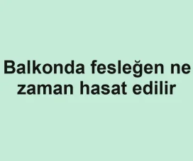 Balkonda fesleğen ne zaman hasat edilir