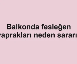 Balkonda fesleğen yaprakları neden sararır