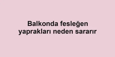 Balkonda fesleğen yaprakları neden sararır