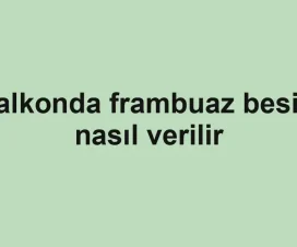 Balkonda frambuaz besini nasıl verilir