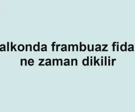 Balkonda frambuaz fidanı ne zaman dikilir