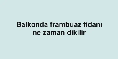 Balkonda frambuaz fidanı ne zaman dikilir