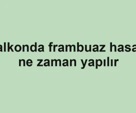 Balkonda frambuaz hasadı ne zaman yapılır