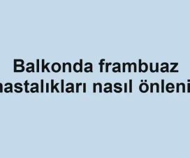 Balkonda frambuaz hastalıkları nasıl önlenir