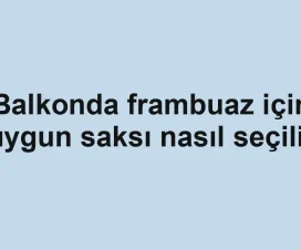 Balkonda frambuaz için uygun saksı nasıl seçilir