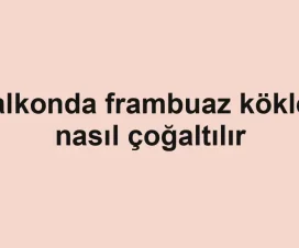 Balkonda frambuaz kökleri nasıl çoğaltılır