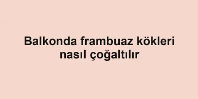 Balkonda frambuaz kökleri nasıl çoğaltılır