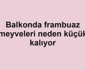 Balkonda frambuaz meyveleri neden küçük kalıyor