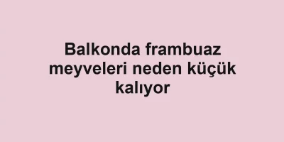 Balkonda frambuaz meyveleri neden küçük kalıyor