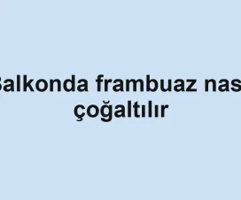 Balkonda frambuaz nasıl çoğaltılır