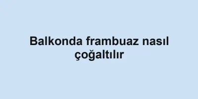 Balkonda frambuaz nasıl çoğaltılır