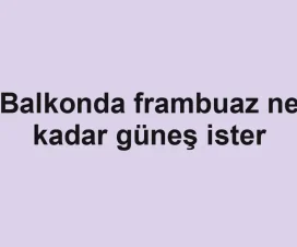 Balkonda frambuaz ne kadar güneş ister