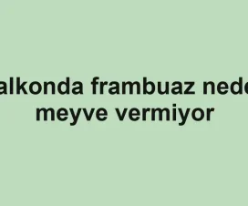 Balkonda frambuaz neden meyve vermiyor