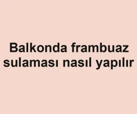 Balkonda frambuaz sulaması nasıl yapılır