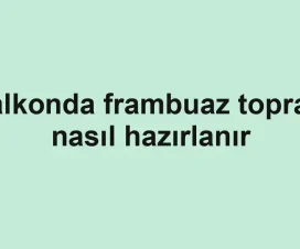 Balkonda frambuaz toprağı nasıl hazırlanır