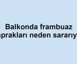 Balkonda frambuaz yaprakları neden sararıyor