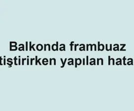 Balkonda frambuaz yetiştirirken yapılan hatalar