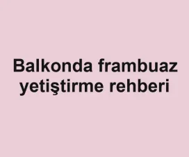 Balkonda frambuaz yetiştirme rehberi