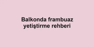 Balkonda frambuaz yetiştirme rehberi