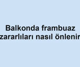 Balkonda frambuaz zararlıları nasıl önlenir