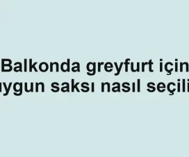 Balkonda greyfurt için uygun saksı nasıl seçilir