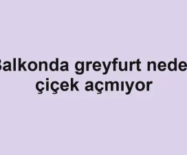 Balkonda greyfurt neden çiçek açmıyor