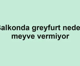 Balkonda greyfurt neden meyve vermiyor