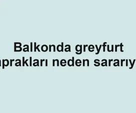 Balkonda greyfurt yaprakları neden sararıyor