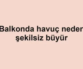 Balkonda havuç neden şekilsiz büyür