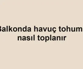 Balkonda havuç tohumu nasıl toplanır