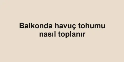 Balkonda havuç tohumu nasıl toplanır