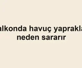 Balkonda havuç yaprakları neden sararır