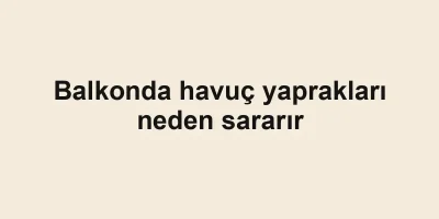Balkonda havuç yaprakları neden sararır