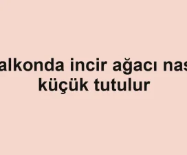 Balkonda incir ağacı nasıl küçük tutulur