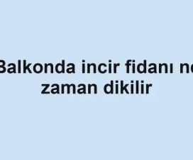 Balkonda incir fidanı ne zaman dikilir
