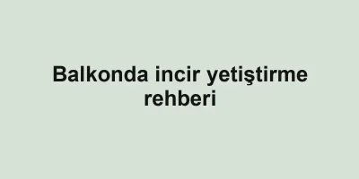 Balkonda incir yetiştirme rehberi
