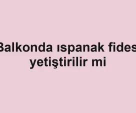 Balkonda ıspanak fidesi yetiştirilir mi