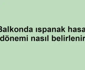 Balkonda ıspanak hasat dönemi nasıl belirlenir