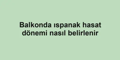 Balkonda ıspanak hasat dönemi nasıl belirlenir