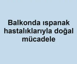 Balkonda ıspanak hastalıklarıyla doğal mücadele