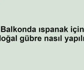 Balkonda ıspanak için doğal gübre nasıl yapılır