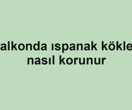 Balkonda ıspanak kökleri nasıl korunur
