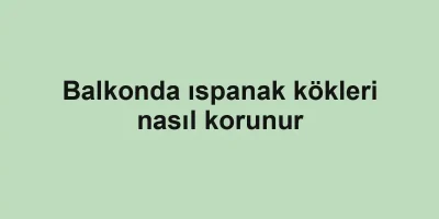 Balkonda ıspanak kökleri nasıl korunur
