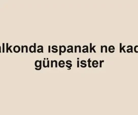 Balkonda ıspanak ne kadar güneş ister