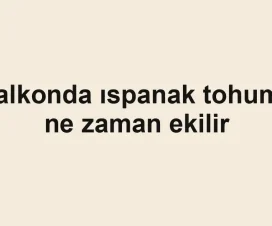 Balkonda ıspanak tohumu ne zaman ekilir