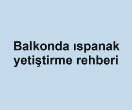 Balkonda ıspanak yetiştirme rehberi