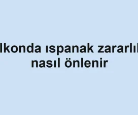 Balkonda ıspanak zararlıları nasıl önlenir