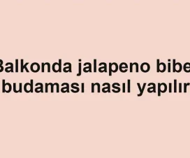 Balkonda jalapeno biber budaması nasıl yapılır