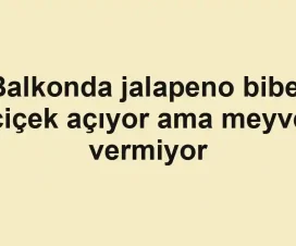 Balkonda jalapeno biber çiçek açıyor ama meyve vermiyor